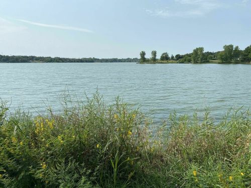 A serene lake view with lush greenery and wildflowers along the shore under a clear blue sky.