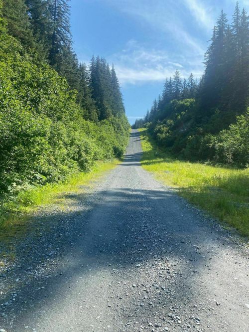 A gravel road stretches into the distance, flanked by lush greenery and tall trees under a clear blue sky.