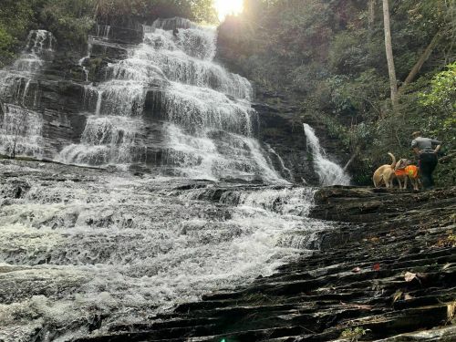 A person and two dogs stand near a cascading waterfall surrounded by lush greenery. Sunlight filters through the trees.