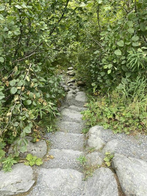 A narrow stone path winding through lush greenery and foliage.