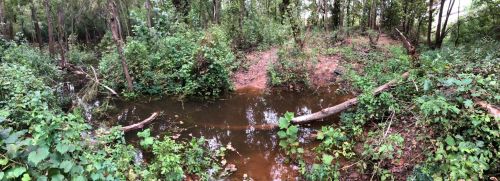 A serene forest scene featuring a small, calm stream surrounded by lush greenery and fallen branches.