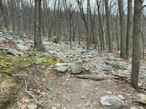 A rocky forest trail with bare trees and scattered leaves, set in a serene, natural landscape.