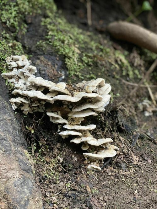A cluster of white mushrooms growing on a mossy tree trunk in a natural setting.