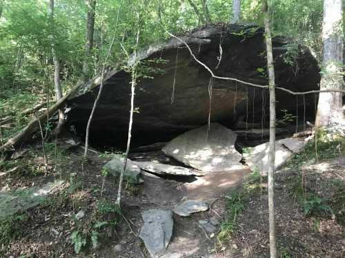 A large rock formation partially covered by trees and foliage in a wooded area.