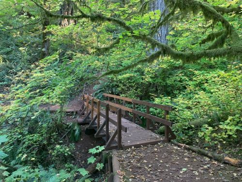 A wooden bridge surrounded by lush green foliage in a serene forest setting.