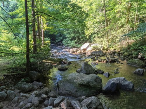A serene forest scene featuring a flowing stream surrounded by lush green trees and large rocks.