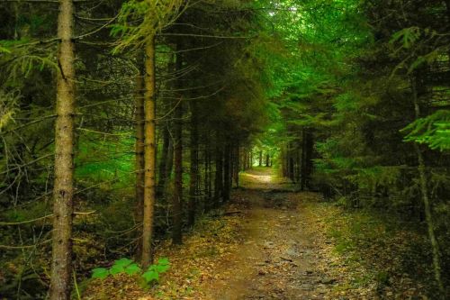 A serene forest path lined with tall trees, leading into a lush green landscape.