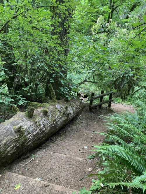 A moss-covered log lies beside a forest path, surrounded by lush greenery and ferns.