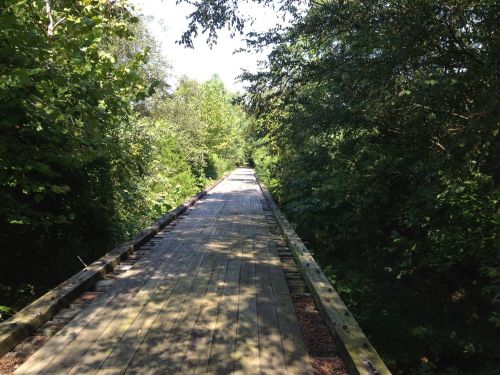A wooden pathway stretches through a lush green forest, surrounded by trees and sunlight.