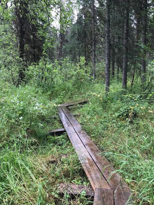 A wooden boardwalk winding through a lush, green forest with tall trees and dense underbrush.