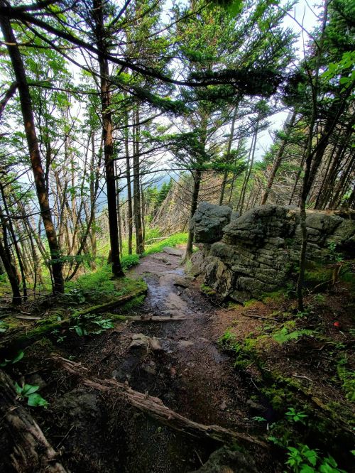 A winding trail through a dense forest, surrounded by tall trees and rocky outcrops, leading into the distance.
