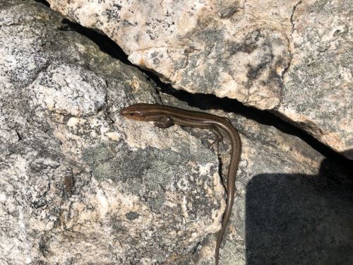 A slender lizard resting on textured gray rocks in a natural setting.