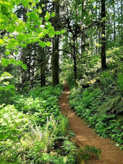 A winding dirt path through a lush green forest, surrounded by ferns and tall trees under bright sunlight.