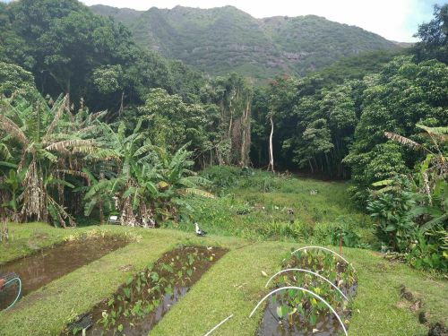 Lush green landscape with rows of plants in the foreground and dense trees and mountains in the background.