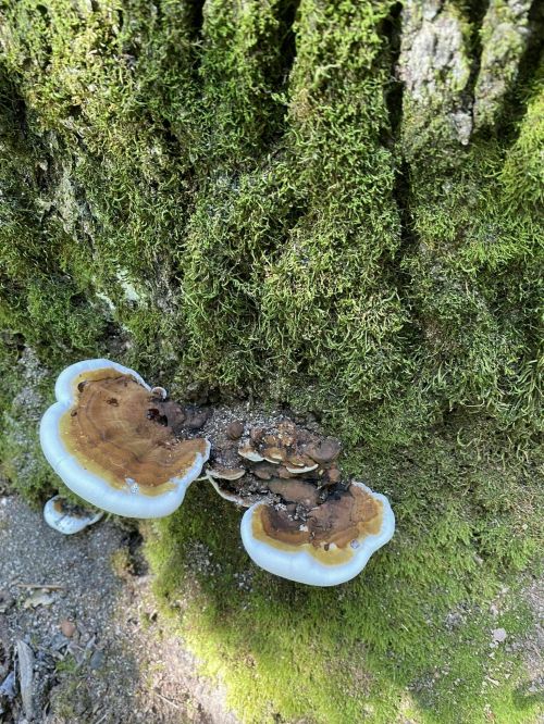 Two mushrooms with brown caps and white edges growing on a moss-covered tree trunk.