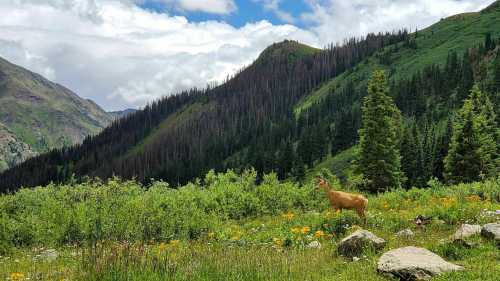 A deer stands in a lush green meadow surrounded by mountains and trees under a partly cloudy sky.