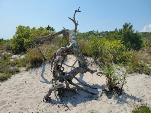 A twisted, weathered tree trunk stands on sandy ground, surrounded by green shrubs and grasses under a clear blue sky.