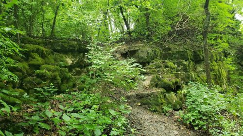 Lush green forest with moss-covered rocks and dense foliage along a natural trail.