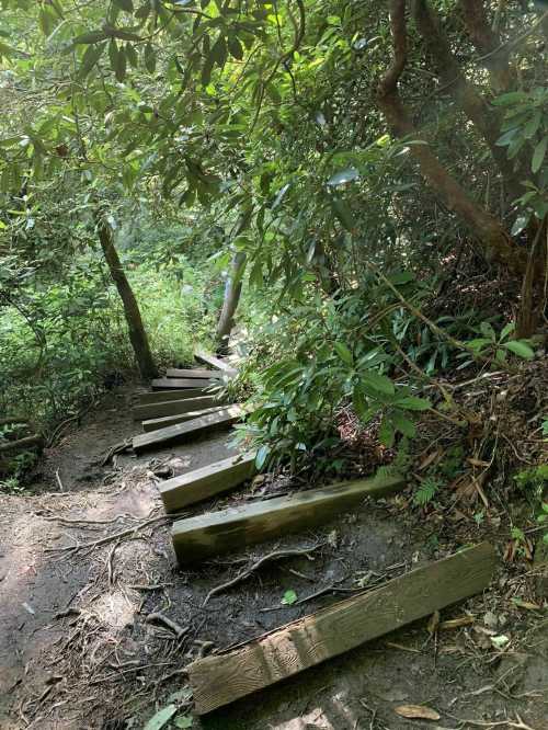 A narrow, winding trail with wooden steps surrounded by lush greenery and trees.