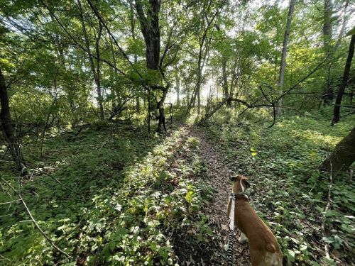 A dog stands on a forest path, surrounded by lush greenery and sunlight filtering through the trees.