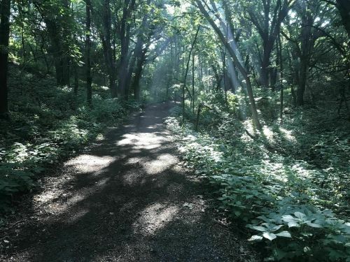 A serene forest path illuminated by sunlight filtering through the trees, surrounded by lush greenery.
