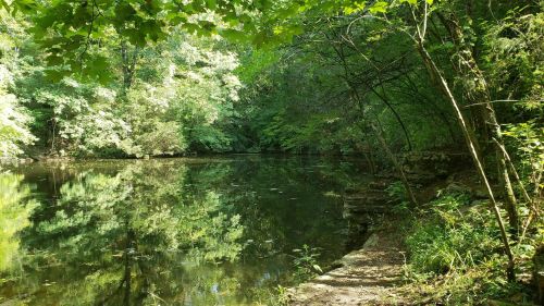 A serene pond surrounded by lush green trees, reflecting the foliage on its calm surface.