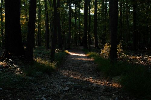 A serene forest path illuminated by soft sunlight, surrounded by tall trees and lush greenery.