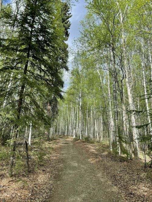 A serene forest path lined with tall trees and fresh green leaves under a clear blue sky.