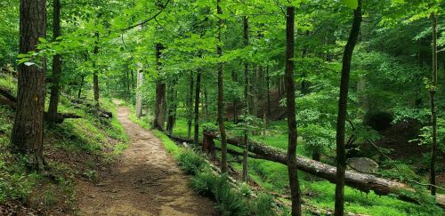 A serene forest path surrounded by lush green trees and ferns, inviting exploration in nature.