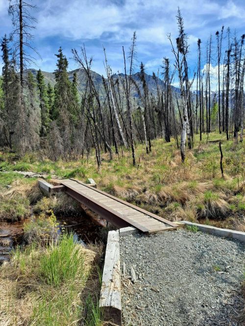 A wooden bridge crosses a small stream in a forest with charred trees and green grass under a blue sky.