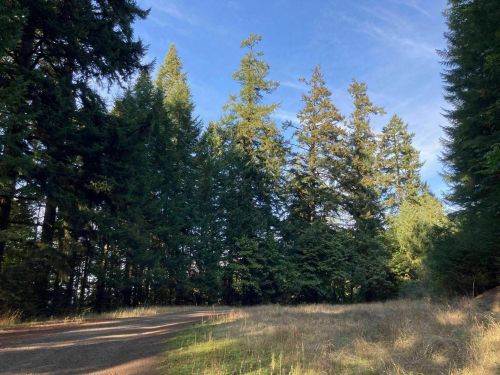 A dirt path leads through a forest of tall green trees under a clear blue sky.