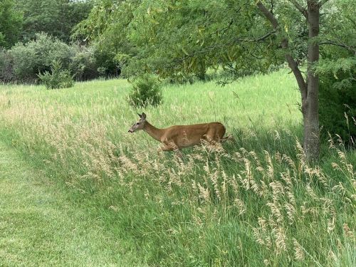 A deer stands in a grassy area near a tree, surrounded by tall grass and greenery.