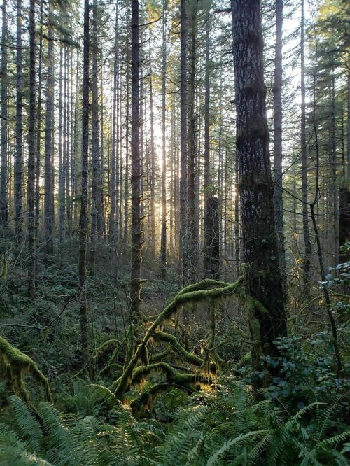 Sunlight filters through tall trees in a lush, green forest, highlighting moss-covered branches and ferns below.