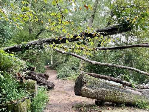 A forest path with fallen trees and lush greenery on either side, creating a serene, natural atmosphere.