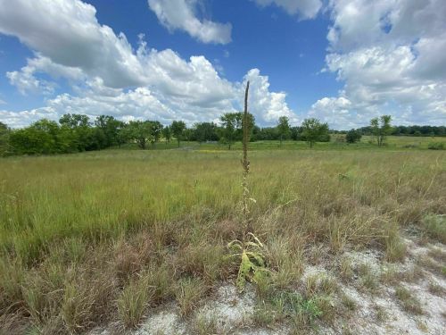 A grassy field under a blue sky with fluffy clouds, featuring a lone plant in the foreground.
