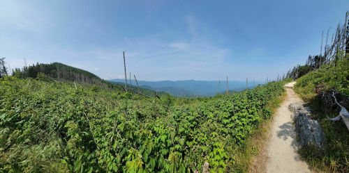 A scenic view of a hiking trail winding through lush greenery, with mountains in the distance under a clear blue sky.