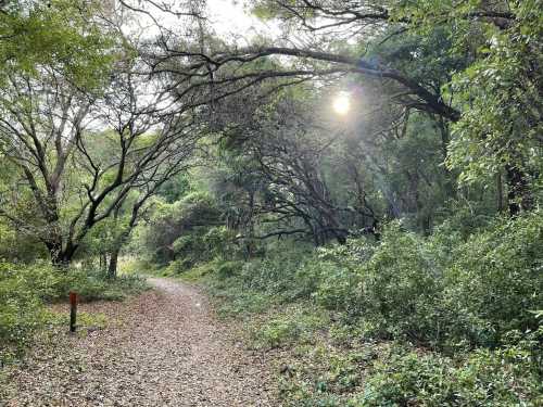 A serene forest path lined with trees, sunlight filtering through the branches, creating a peaceful atmosphere.