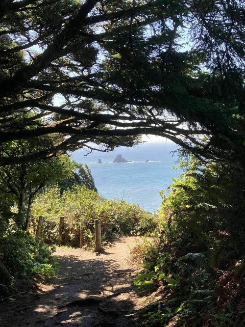 A scenic path through trees leads to a view of the ocean and distant rocky formations.