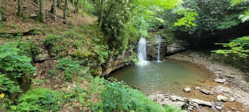 A serene forest scene featuring a small waterfall cascading into a tranquil pool surrounded by lush greenery.