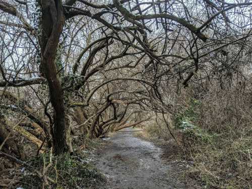 A winding dirt path surrounded by bare, twisted trees and overgrown vegetation on a cloudy day.