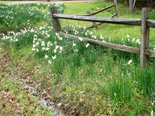 A wooden fence beside a grassy area filled with blooming white flowers and green foliage.