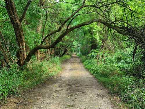 A serene dirt path winding through a lush, green forest with overhanging branches and dense foliage on either side.