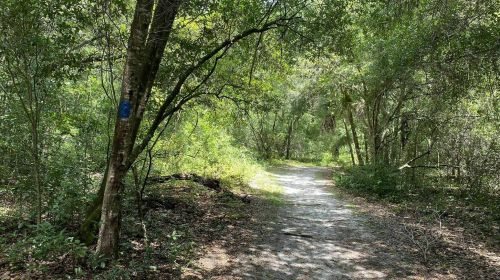 A winding dirt path through a lush, green forest with trees and sunlight filtering through the leaves.