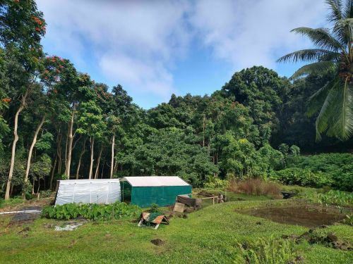 A green field with a white tent, surrounded by lush trees and plants under a clear blue sky.