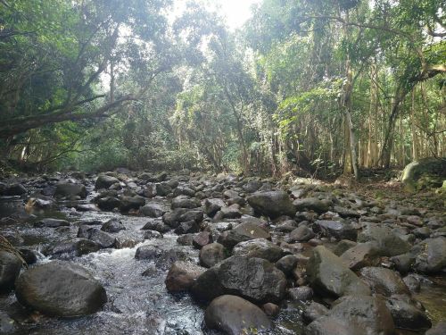 A serene forest scene with a rocky stream surrounded by lush greenery and tall trees.