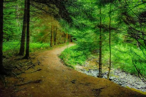 A winding dirt path through a lush green forest, bordered by trees and a small stream.