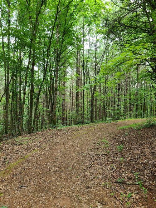 A winding dirt path through a lush green forest with tall trees and dense foliage.