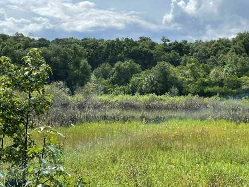 Lush green marshland with tall grasses and trees under a partly cloudy sky.