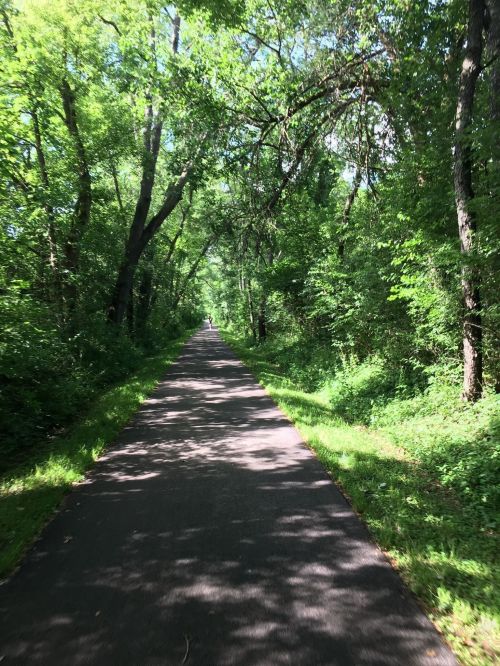 A serene, tree-lined path surrounded by lush greenery, inviting for walking or biking.