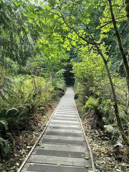 A wooden pathway winds through lush greenery in a serene forest setting.